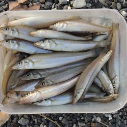 盛期のキス釣り