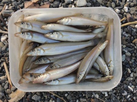 盛期のキス釣り