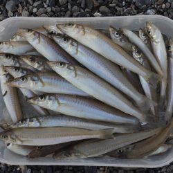 数は釣れたが、良型キスは釣れず