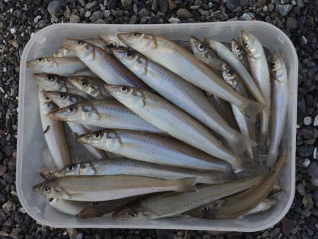 数は釣れたが、良型キスは釣れず