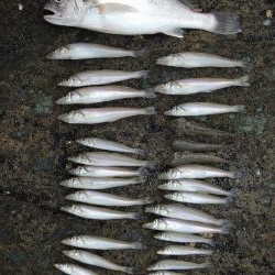 良型を狙ったが