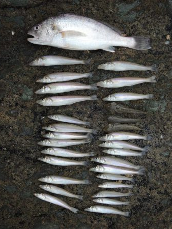 良型を狙ったが