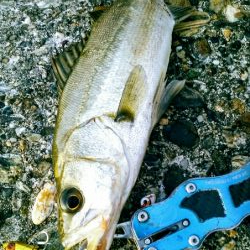 久しぶりのシーバス