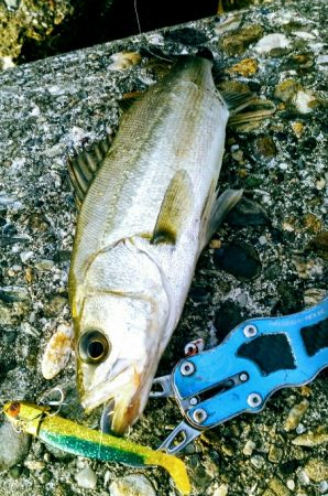 久しぶりのシーバス