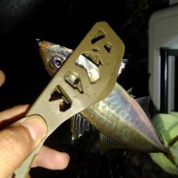 今晩は　アジの数釣り～