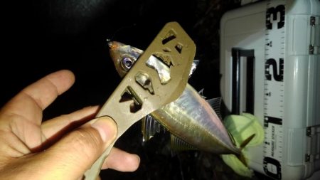 今晩は　アジの数釣り～