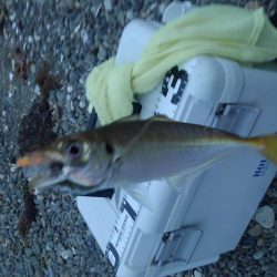 今年はアジ多い。