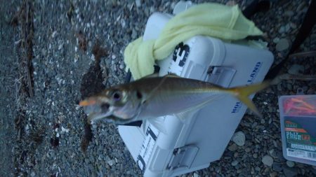 今年はアジ多い。