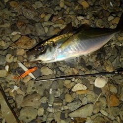 癒しの爆釣～アジング