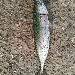 ショアジギング