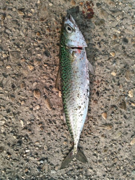 ショアジギング