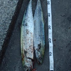 ぶりを求めて‼️