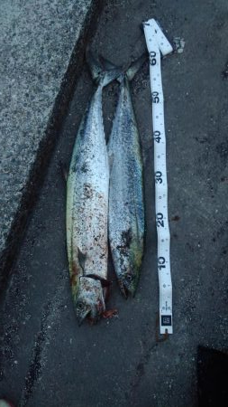 ぶりを求めて‼️