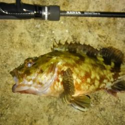 メバルいい感じ!