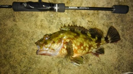 メバルいい感じ!