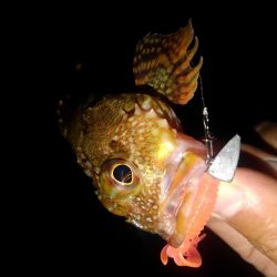 ロックフィッシュ