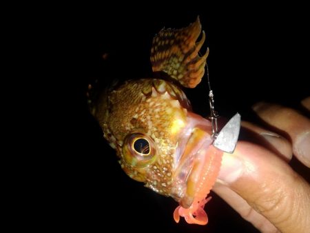 ロックフィッシュ