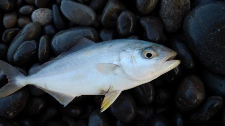 手のひらサイズ(泣)