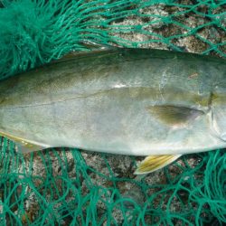 やっと３０ｃｍ超え＾＾；