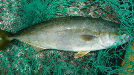 やっと３０ｃｍ超え＾＾；