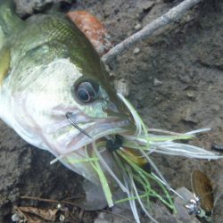 濁りが強い状況