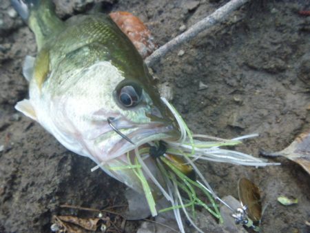 濁りが強い状況