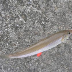 波止は風が強い