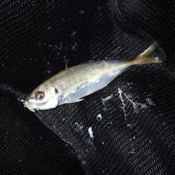 暗くなり始めると気配が急上昇!