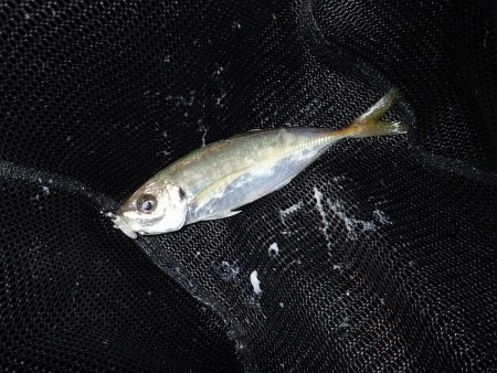 暗くなり始めると気配が急上昇!