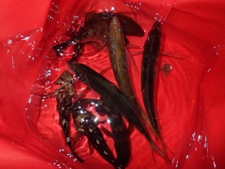 最後の1投が数投続く・・・(笑)