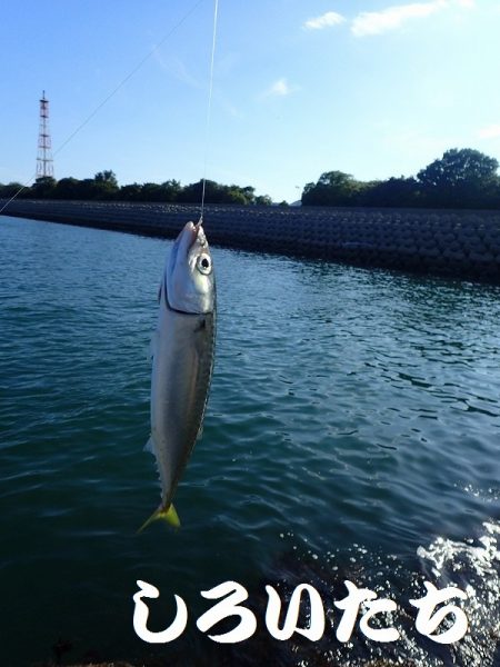 豆アジと小サバにガシラも釣れる。