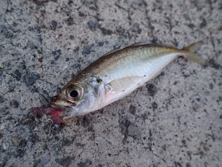 湾内の豆と沖向き良型！　