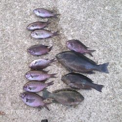 グレ狙い&アナゴ釣り