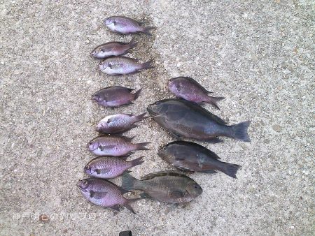 グレ狙い&アナゴ釣り