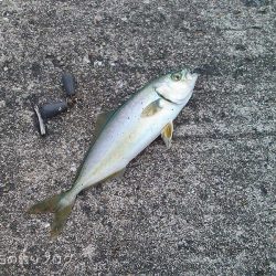 ファミリーでサビキ釣り