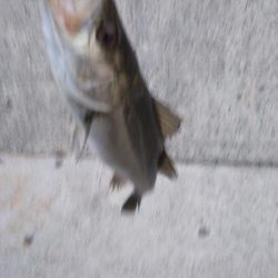 神戸沖堤 シーバス