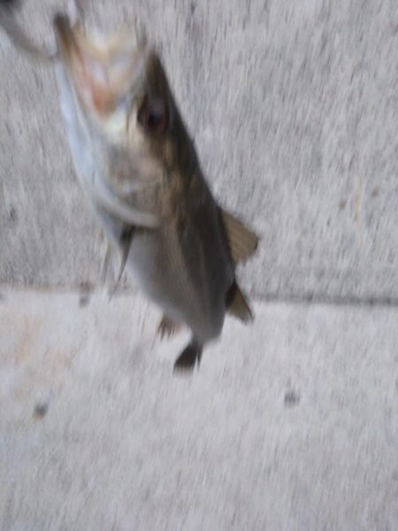 神戸沖堤 シーバス