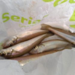 購入後1週間たったゴカイでキス釣り