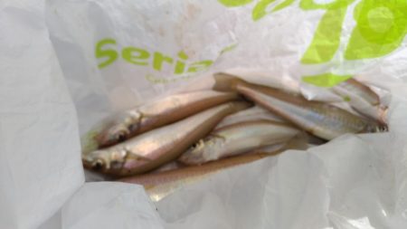 購入後1週間たったゴカイでキス釣り