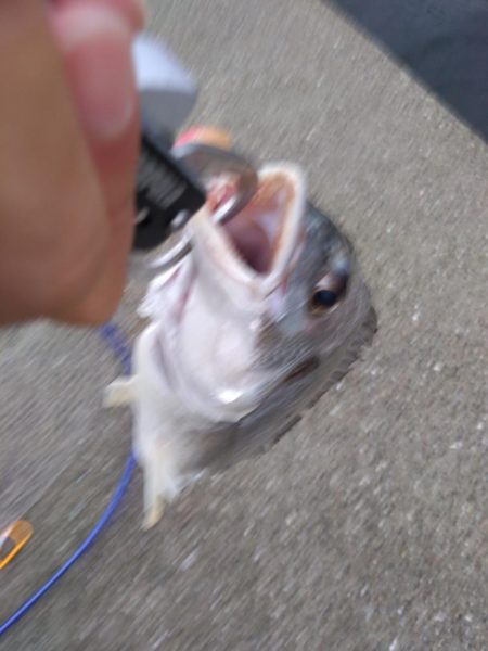 ルアーでキビレ