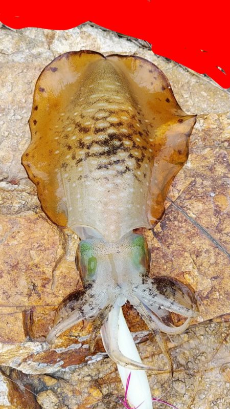 アオリイカ　2杯！