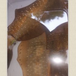 アオリイカ　3杯！