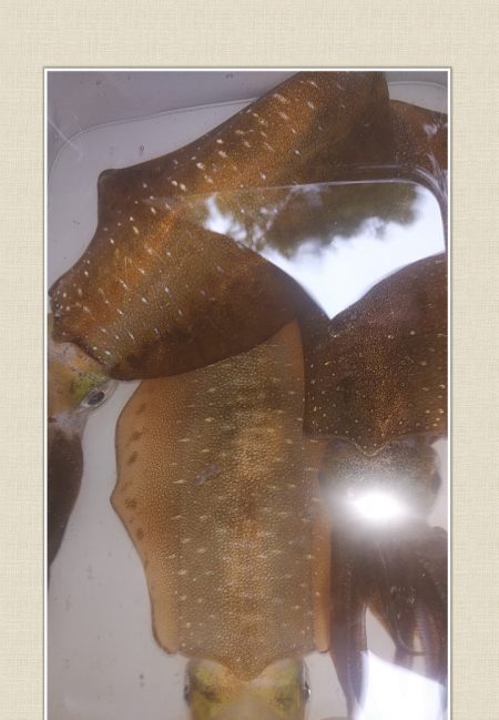 アオリイカ　3杯！