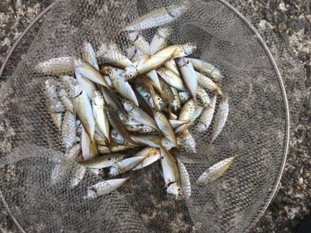 泉南の戻りアジ終了、豆アジだらけ