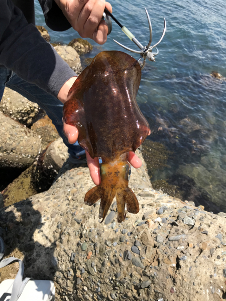 久しぶりのアオリイカ