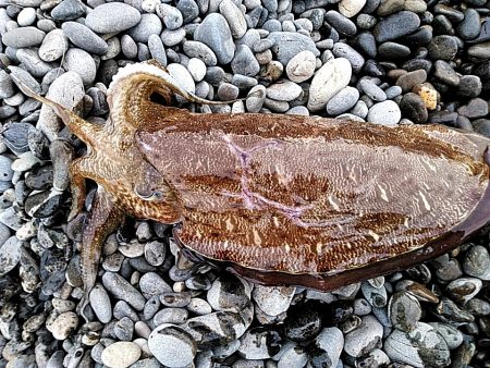 アオリイカは、釣れませんでしたが・・・・・…