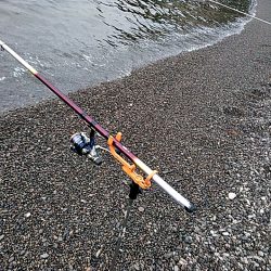 また、凧が釣れました!!