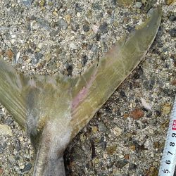 初めてのブリ娘:1メートル超え