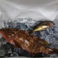 手返し良くアコウを狙う!