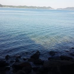 ヤズ、入ってきました。